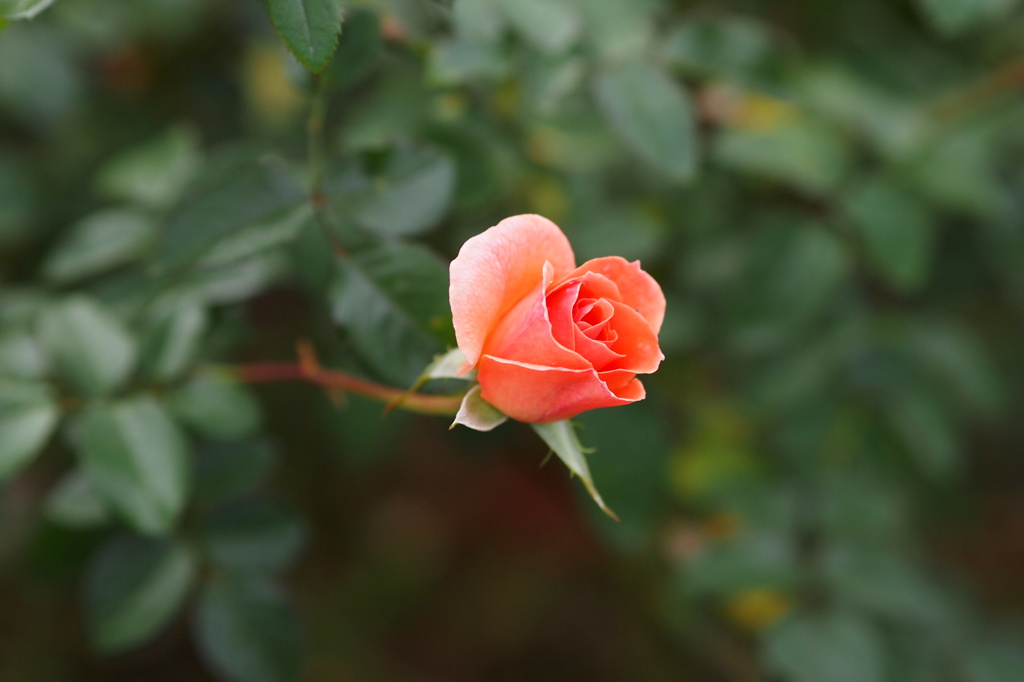 あなたにキッス♪