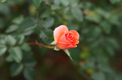 あなたにキッス♪