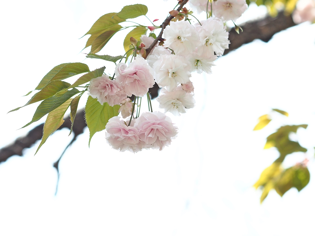 さくら SecondStage