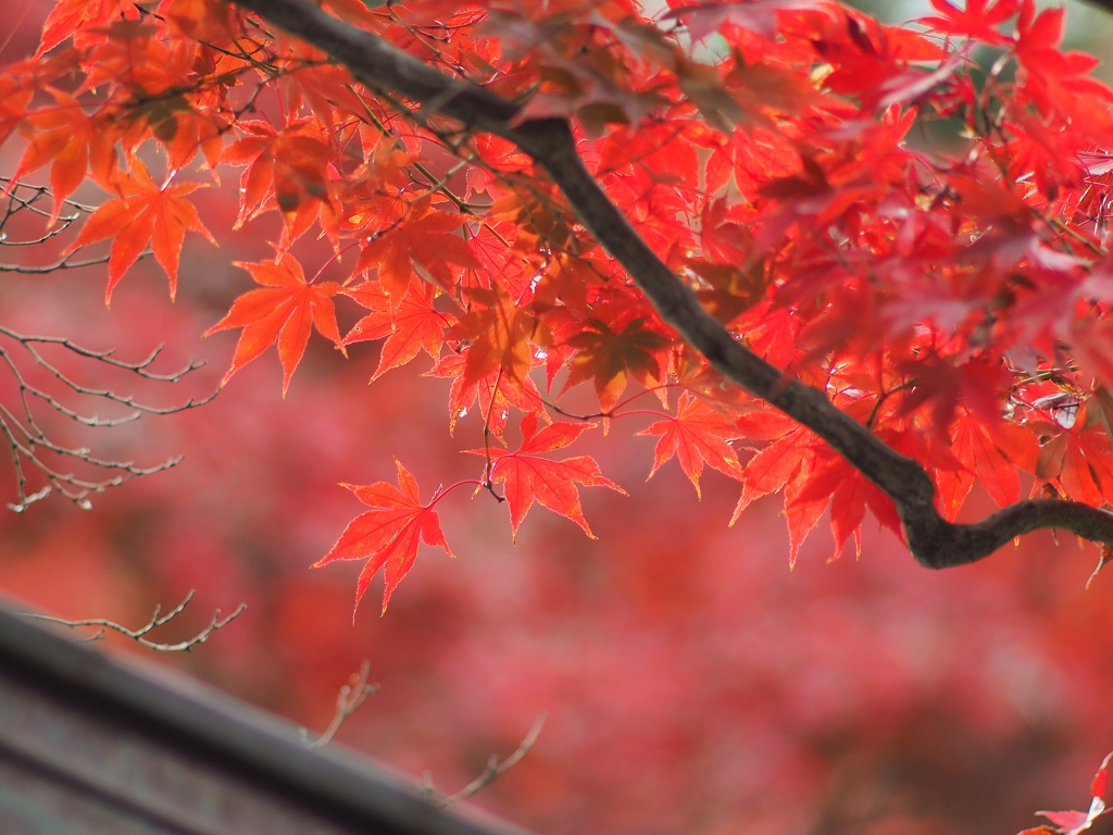 月曜日の高幡不動はカメラマンがいっぱい