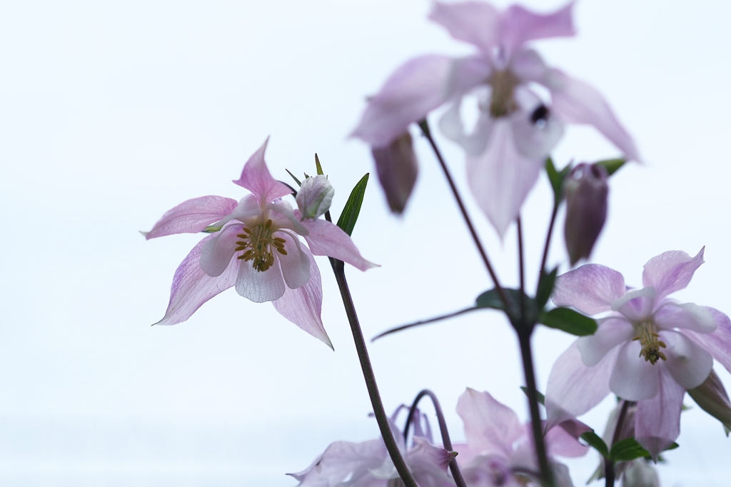 Hなワタシの知性の限界…２