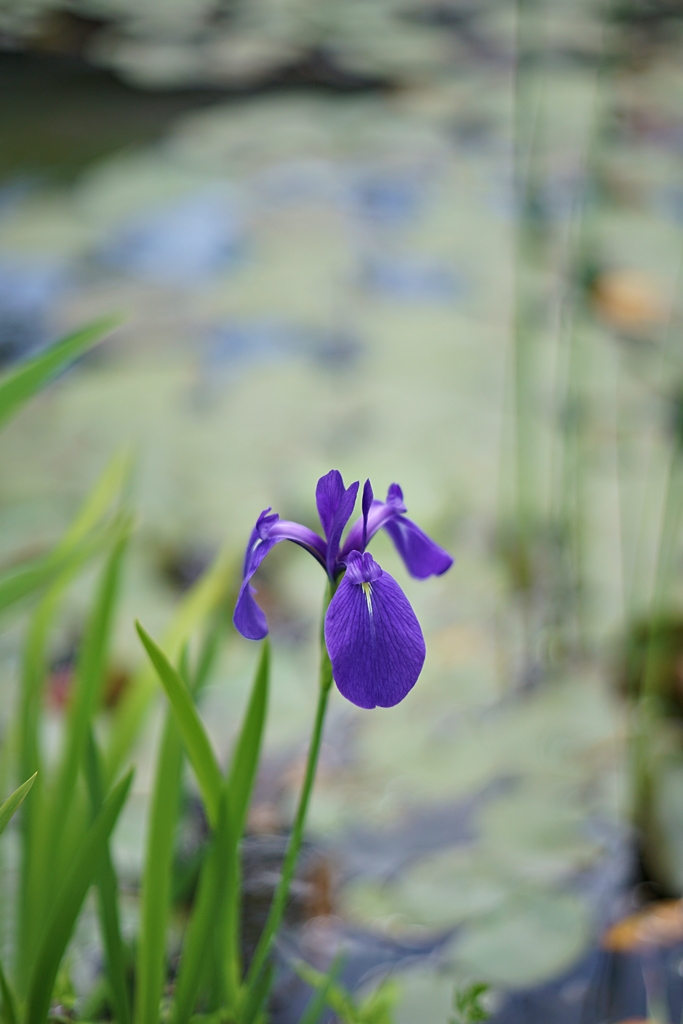 カキツバタは水生植物