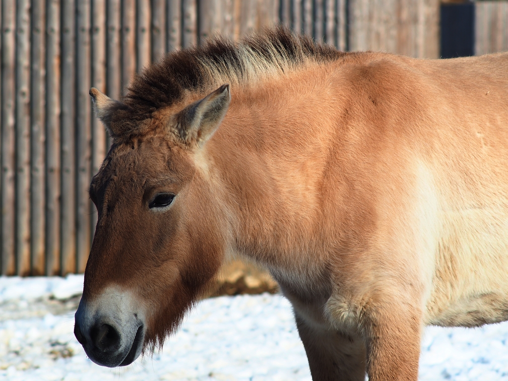 絶滅危惧種 モウコノウマ