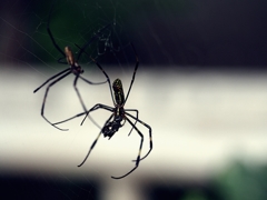 大きな♂は喰われないのだろうか？