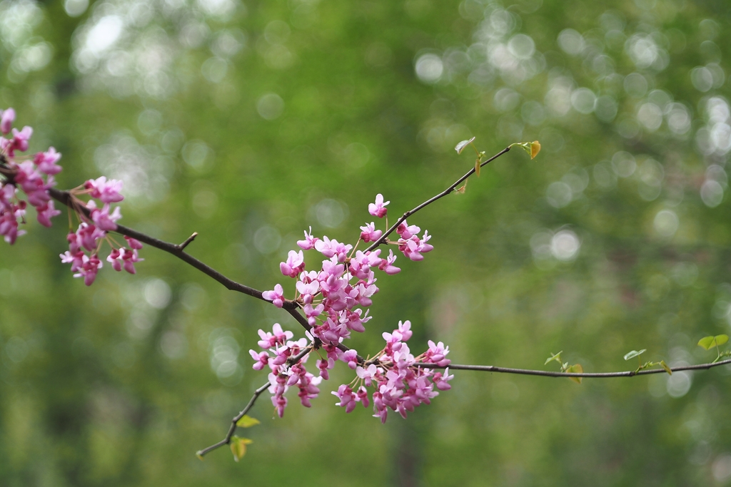 薔薇園 裏にて