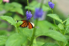 最後かも知れない