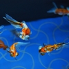 武舞する金魚