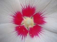 頑張れニッポン