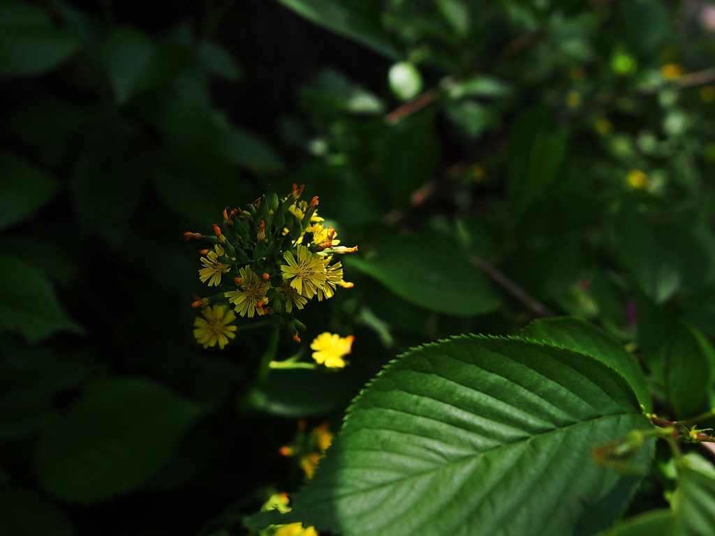 もう雑草とは呼ばせない