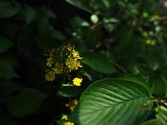 もう雑草とは呼ばせない