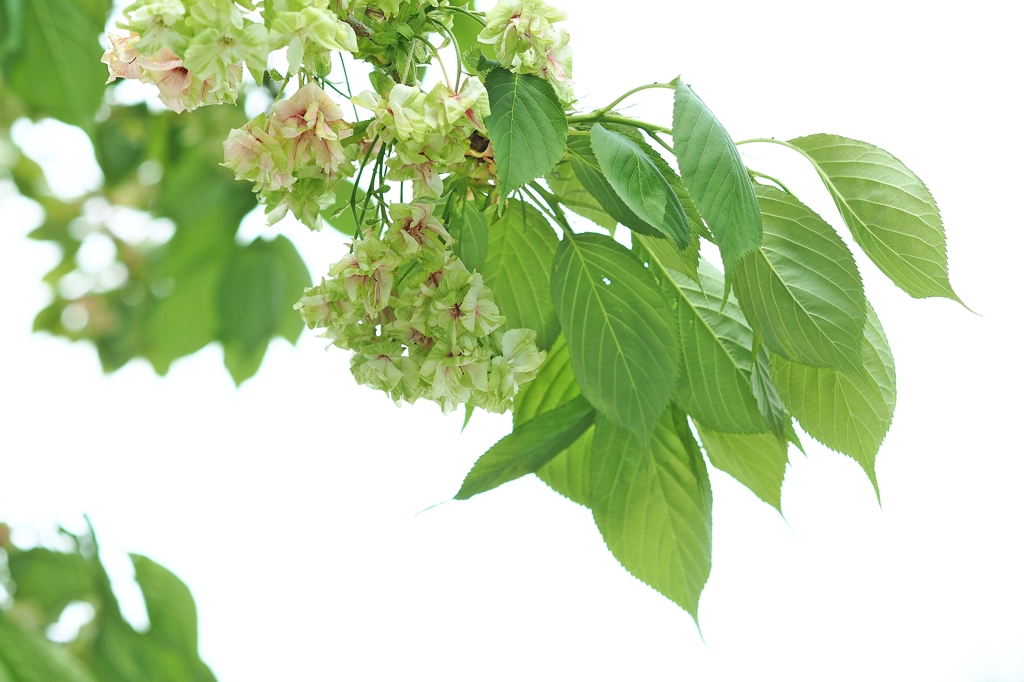 緑が美しいことを彼らは知らない