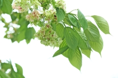 緑が美しいことを彼らは知らない