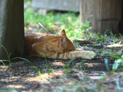 8月25日 猫も夏バテ