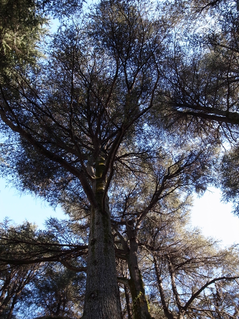 レバノンシーダー