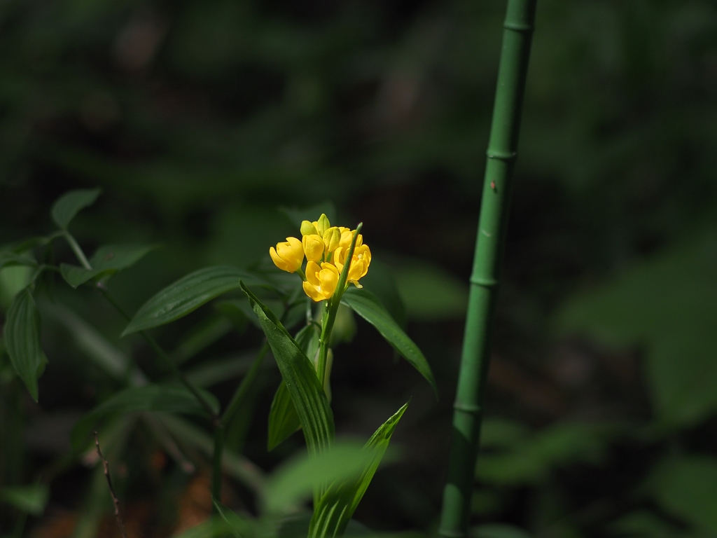 神代植物公園 野草園