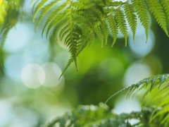 へクサノン135㎜は35㎜換算270㎜