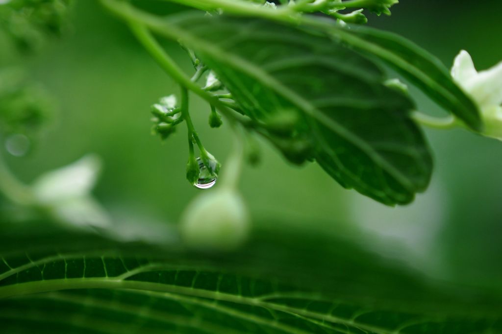 ドラゴンボール　返して～