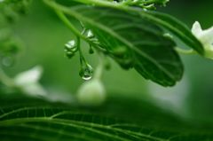 ドラゴンボール　返して～