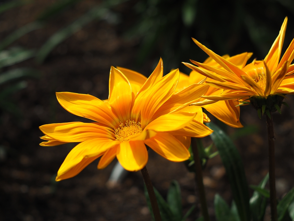 隣の派手な美人さん