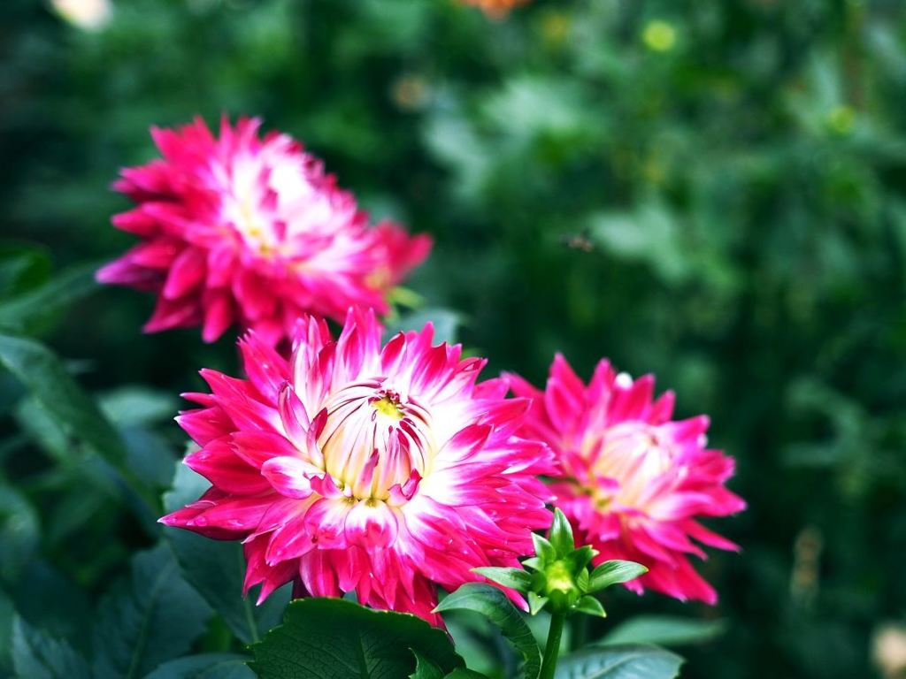 ダリってダリ？