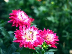 ダリってダリ？