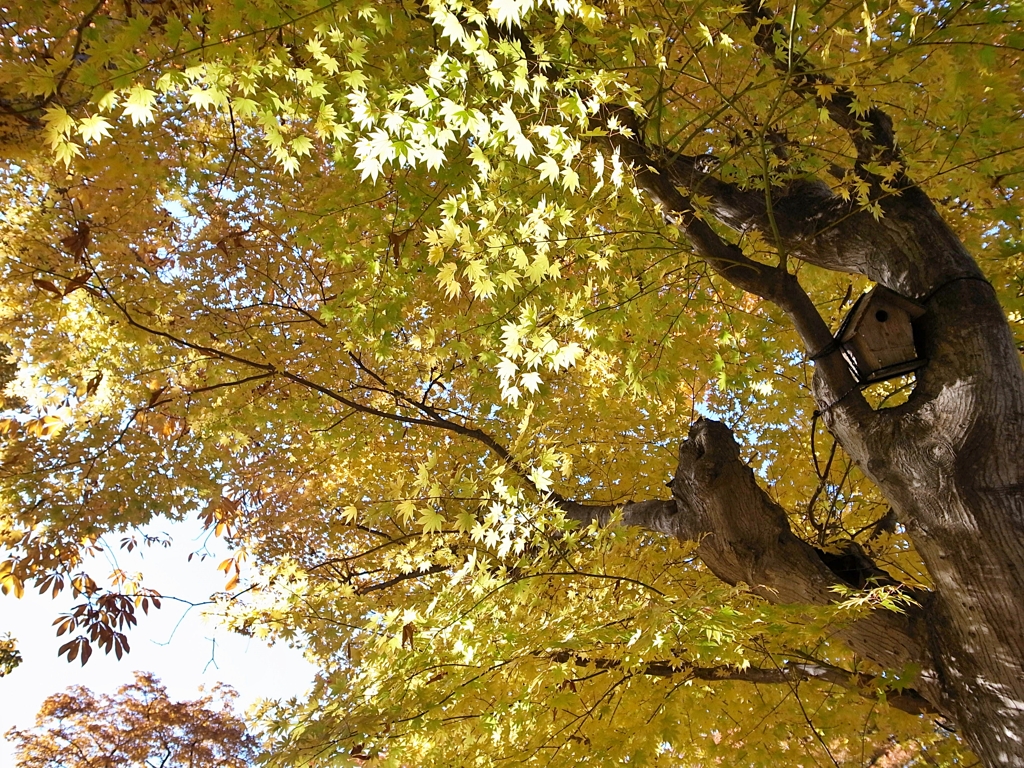 紅葉じゃなくて黄葉