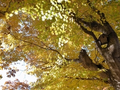 紅葉じゃなくて黄葉