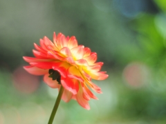 還暦レンズで撮る春紅葉（ダリア）