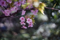水神苑 河津桜