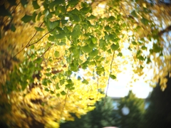 変態レンズパート２