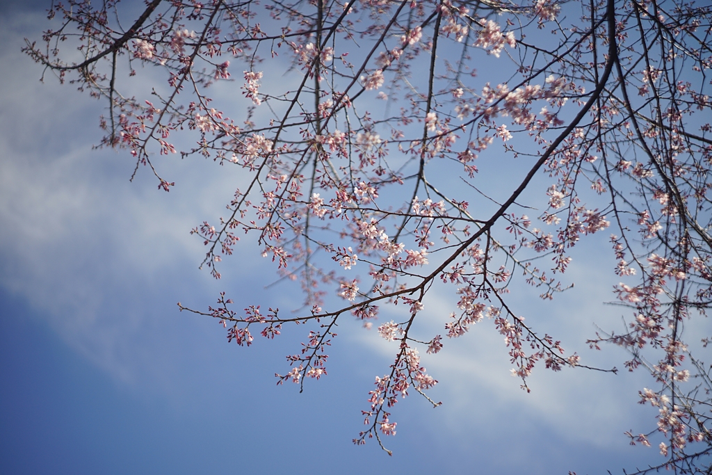 オカメ桜 舞う
