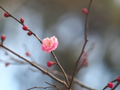 同じ写真 ではありません^^;