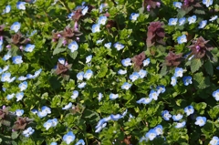 ネモフィラの丘