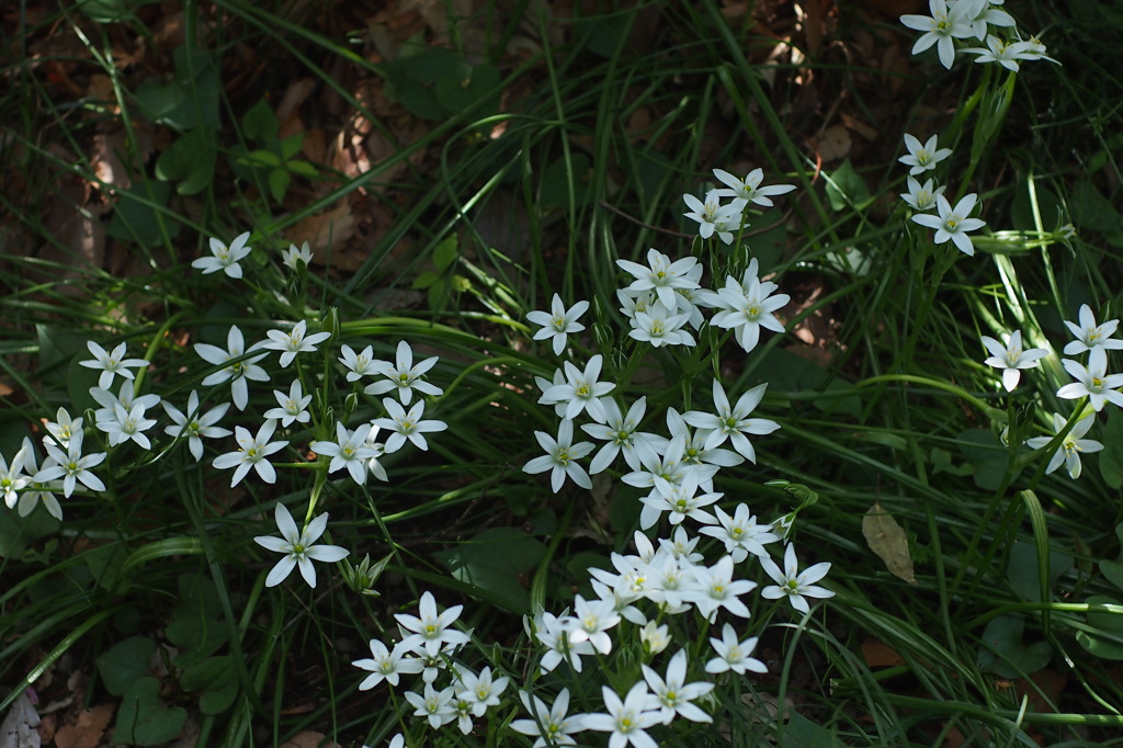 Forget me not