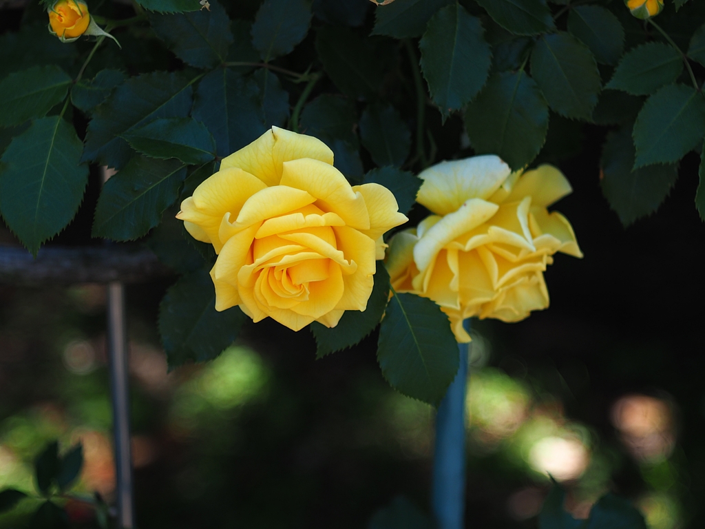 神代植物公園「春のバラフェスタ」