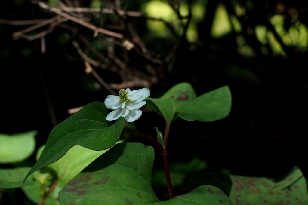 白い金魚　2015の3