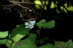 白い金魚　2015の3