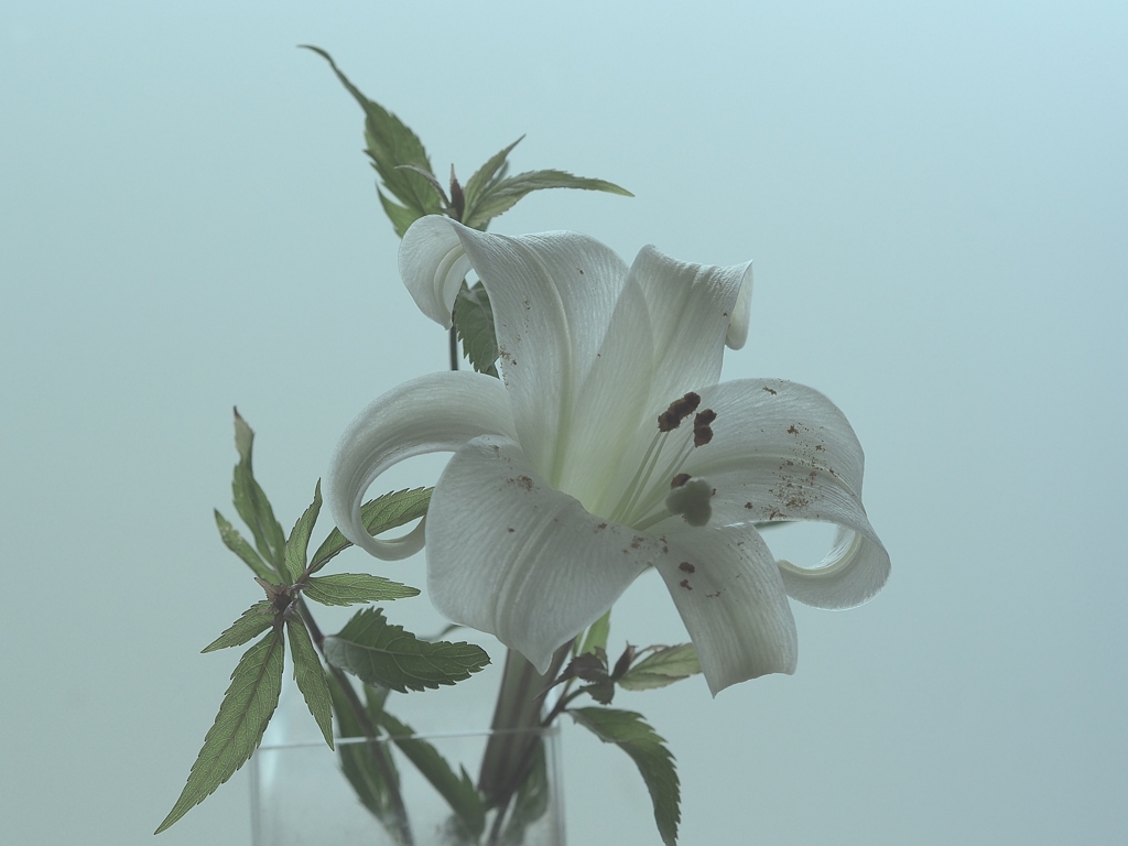 百合を長持ちさせるコツ