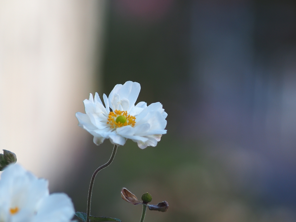 Japanese Anemones