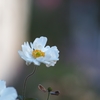 Japanese Anemones