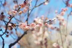 神代植物公園梅まつり