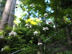 木漏れ日の向こうは「さる園」