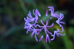 リリー　待ってるよ♪