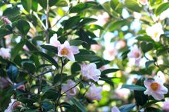 やっぱ好っきやねん