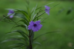  a picture in water‐colors