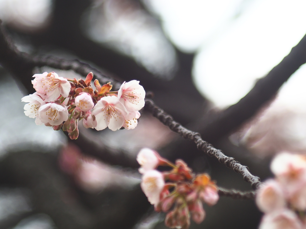 寒桜と連写音