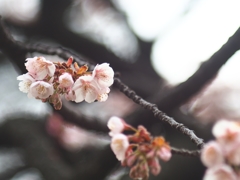 寒桜と連写音