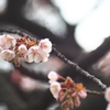 寒桜と連写音