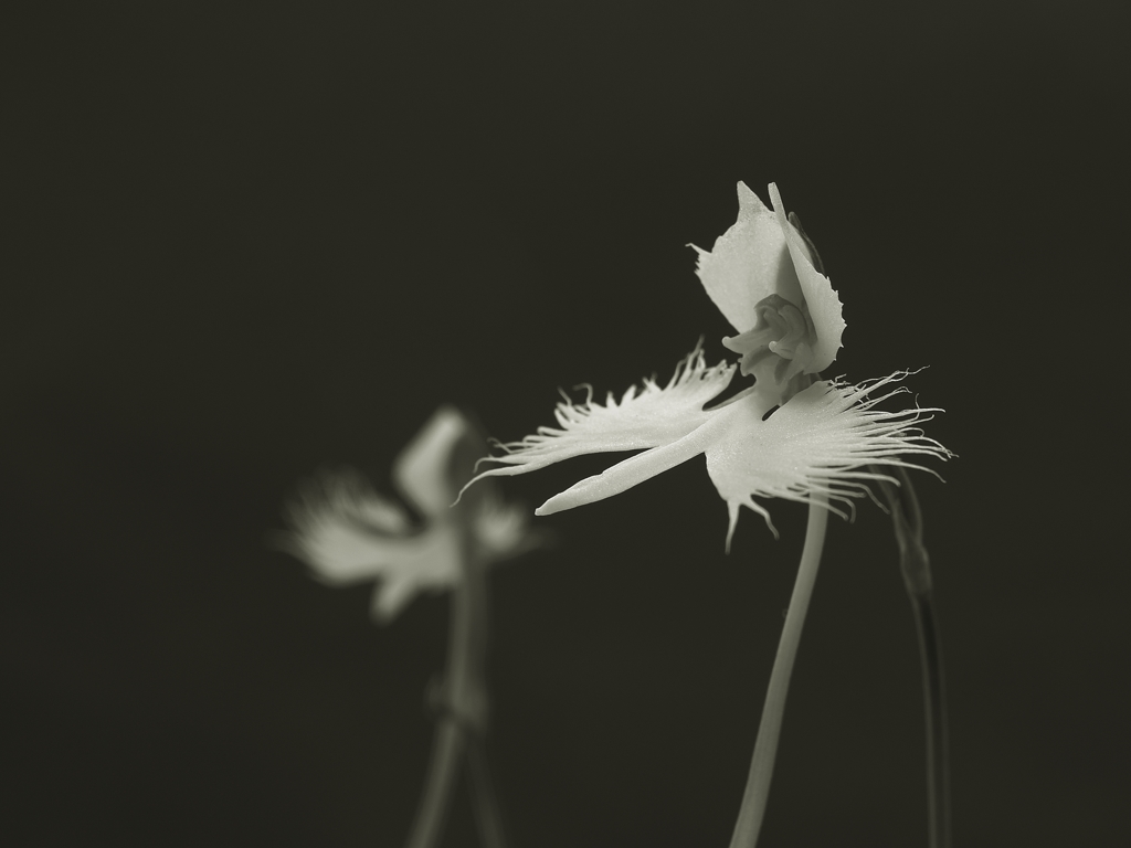 君をおきて　仇し心はなけれども 2016の5