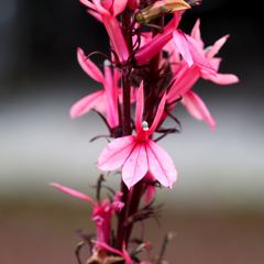 私は誰でしょう